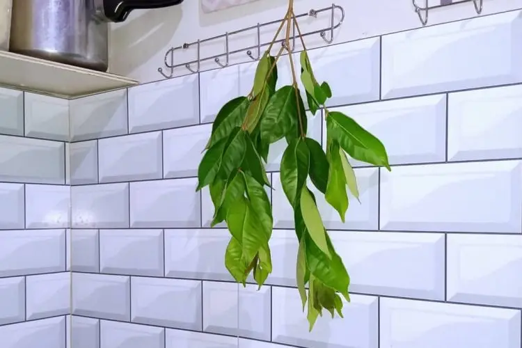 Daun Salam: Kaya Manfaat, dari Atasi Asam Urat hingga Jaga Kesehatan Jantung, Rahasia Kebaikannya Terungkap!