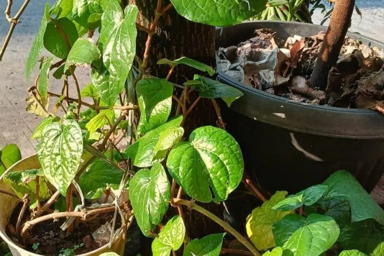 Kolesterol Tinggi Bikin Resah? Coba Ramuan Ajaib 4 Daun Sirih Rebus, Penyakit Lain Ikut Minggat!