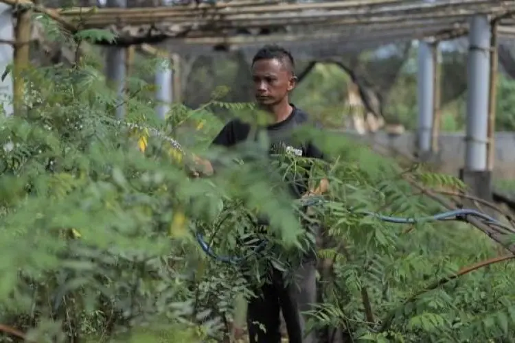 Pengembangan Biomassa PLN di Tasikmalaya: Dikelola Masyarakat, Didukung Pemerintah