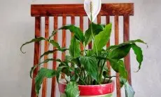 Si Cantik Hijau Pembersih Udara: Segudang Manfaat Tanaman Peace Lily yang Wajib Kamu Tahu
