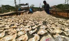 Pemkot Cirebon Catat Produksi Perikanan Capai 4.292 Ton