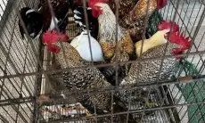 Dari Hobi Jadi Bisnis: Langkah Demi Langkah Membangun Usaha Ternak Ayam Kampung yang Profitabel