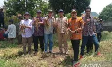 Pemkab Cirebon Uji Coba Tanam Bibit Biji Bawang Merah Maserati