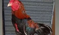 5 Jenis Ayam Kampung Pedaging Terbaik di Indonesia, Para Peternak Bisa Untung Besar!