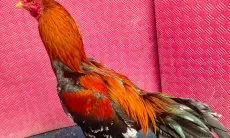 Terungkap! Manfaat Daun Pepaya untuk Ayam Bangkok yang Jarang Diketahui