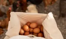 10 Tips Sukses Peternak Ayam untuk Tingkatkan Produksi Telur, Salah Satunya Kelola Manajemen Stres