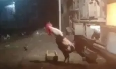 Panduan Lengkap Merawat Ayam Pelung untuk Pemula dan Penghobi, Biar Kokoknya Makin Panjang