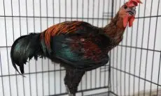 Panduan Lengkap Memilih Bibit Ayam Pelung Berkualitas: Rahasia Mendapatkan Juara Kontes