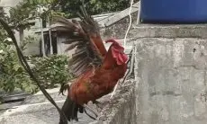 Rahasia Suara Merdu Ayam Pelung: Formula Pakan Alami untuk Kokok yang Menggema dan Panjang, Bakal Bikin Tetangga Iri!