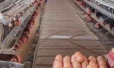 Rahasia Terungkap! Cara Merawat Calon Induk Ayam Petelur agar Produktif dan Sehat