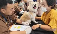 Anabul Dapat Vaksinasi Gratis dari Pet Kingdom, Kota Wisata, Bogor
