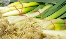 Tips Menanam Bawang Daun di Polybag, Hemat Budget dan Dapatkan Sayuran Segar!