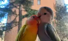 Gurah Alami Lovebird dengan Daun Salam, Dijamin Ampuh Bikin Ngekek Panjang dan Jernih!