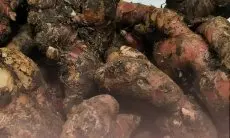 Asam Urat Menyiksa? Tenang, Ada Jahe Merah! Simak Cara Membuat dan Manfaatnya