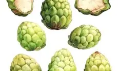 5 Alasan Mengapa Srikaya Efektif untuk Menurunkan Berat Badan