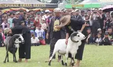 Rutin Adakan Festival Domba, Pemkab Bogor Hasilkan Bibit Unggul, Ketahanan Pangan dan Menjadi Daya Tarik Wisata