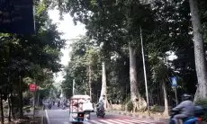 Musim Hujan, Disperumkim Minta Masyarakat Lakukan Pemangkasan Pohon Secara Rutin