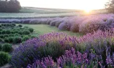 Bunga Lavender: Rahasia Menumbuhkan Tanaman Mediterania di Iklim Tropis