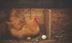 Panduan Lengkap Memulai dan Mengembangkan Usaha Ternak Ayam Petelur untuk Pemula