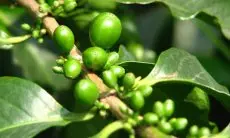 Kopi Hijau: Superfood yang Mendorong Penurunan Berat Badan dan Kesehatan