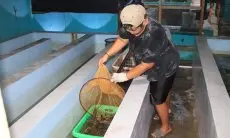 DKP Jabar Berhasil Lepas 300 Ekor Lobster ke Laut