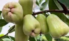 Rahasia Mendapatkan Buah Jambu Air Manis dan Lebat di Halaman Rumah: Panduan Lengkap dari Akar hingga Buah