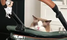 Yuk, Cari Stroller Kucing yang Pas! Tips dan Trik Memilih yang Nyaman dan Aman untuk Si Meong