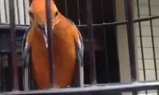 7 Langkah Jitu Merawat Anis Merah: Bikin Burung Kesayangan Anda Makin Gacor dan Sehat