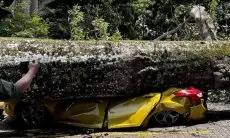 Diduga Lapuk, Sebuah Pohon Timpa Sejumlah Kendaraan hingga Rusak Parah di Objek Wisata Farmhouse Lembang