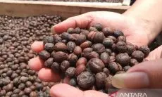 Menanti Permata Hitam Gunung Ciremai Mendunia