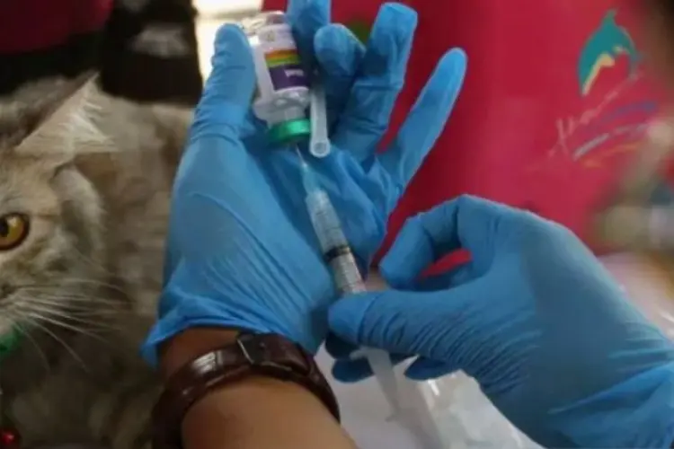 Pemkab Subang Waspadai Penyebaran Kasus  Rabies