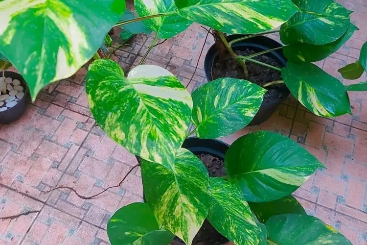 Rahasia Udara Segar dan Tubuh Sehat: Keajaiban Tanaman Sirih Gading yang Jarang Diketahui