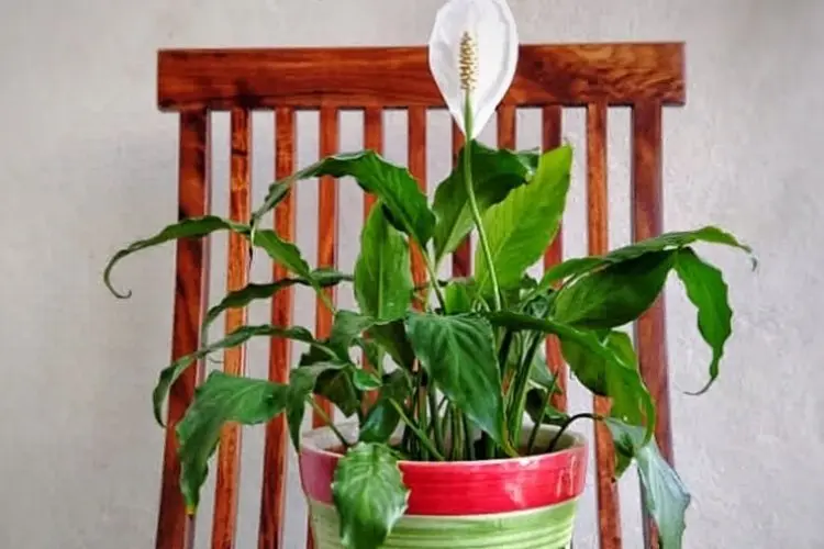 Si Cantik Hijau Pembersih Udara: Segudang Manfaat Tanaman Peace Lily yang Wajib Kamu Tahu