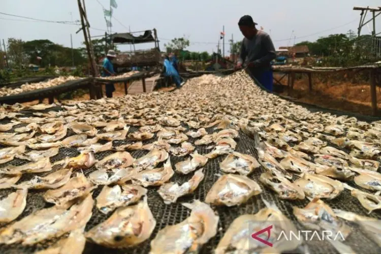 Pemkot Cirebon Catat Produksi Perikanan Capai 4.292 Ton