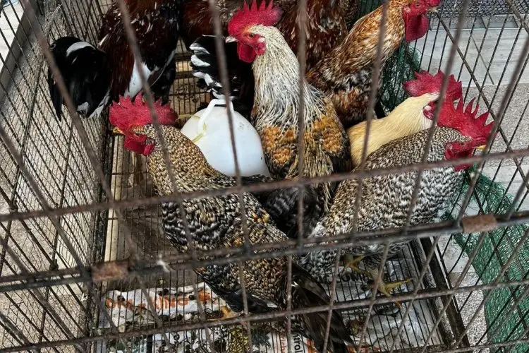 Dari Hobi Jadi Bisnis: Langkah Demi Langkah Membangun Usaha Ternak Ayam Kampung yang Profitabel