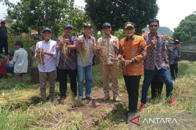 Pemkab Cirebon Uji Coba Tanam Bibit Biji Bawang Merah Maserati
