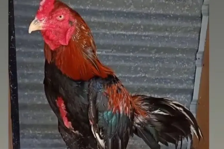 5 Jenis Ayam Kampung Pedaging Terbaik di Indonesia, Para Peternak Bisa Untung Besar!