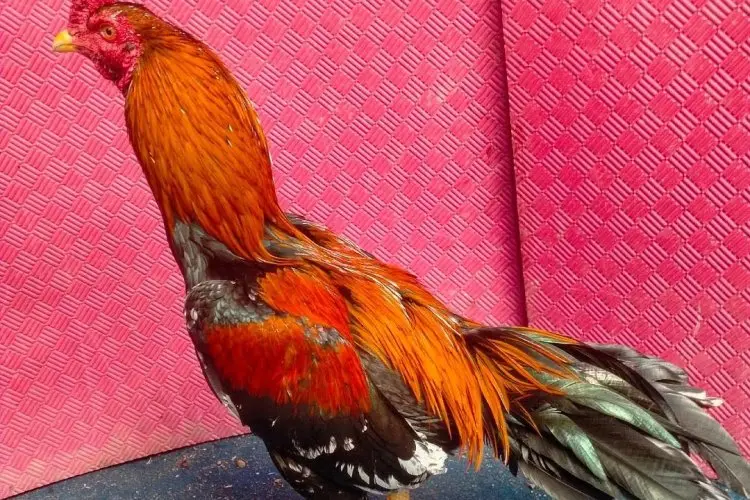 Gali Potensi Maksimal Ayam Bangkok: Nutrisi Komplit untuk Pertumbuhan Optimal
