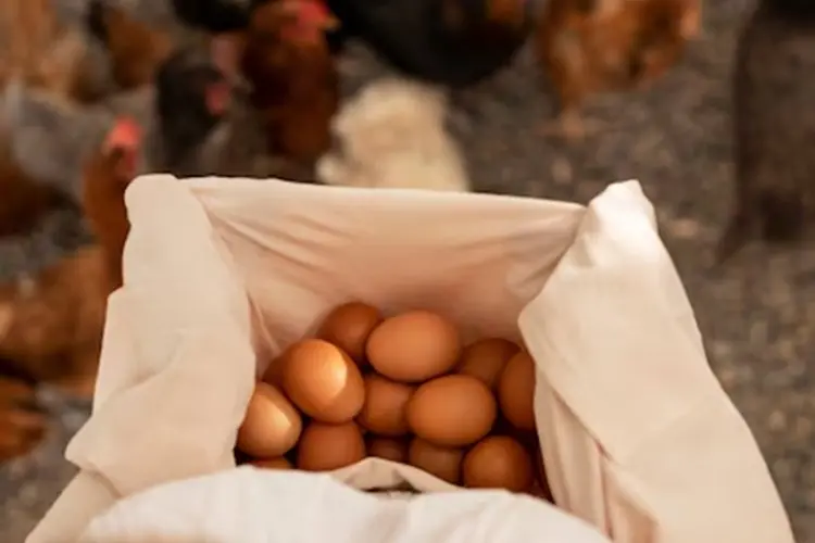 10 Tips Sukses Peternak Ayam untuk Tingkatkan Produksi Telur, Salah Satunya Kelola Manajemen Stres