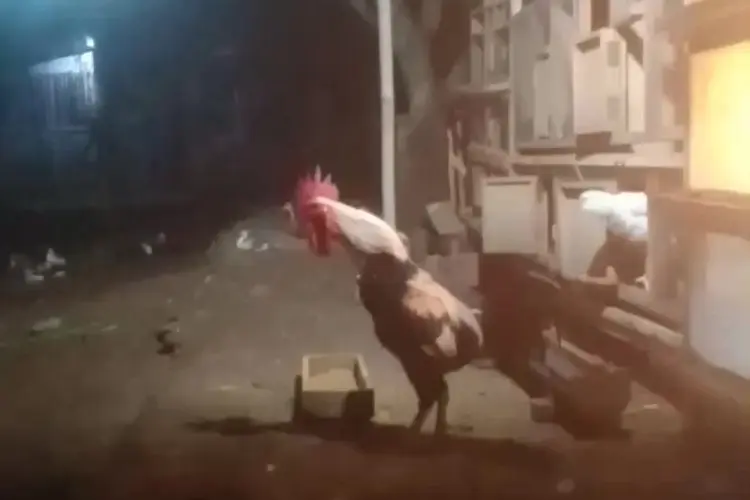 Panduan Lengkap Merawat Ayam Pelung untuk Pemula dan Penghobi, Biar Kokoknya Makin Panjang