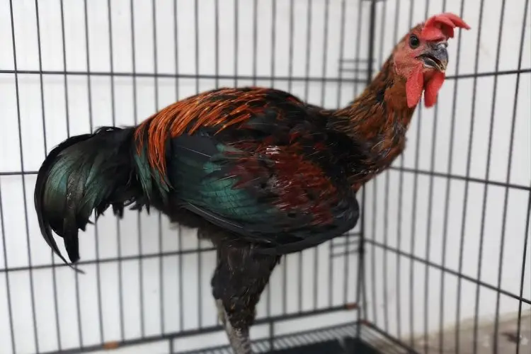 Ayam Bangkok Kurus? Jangan Panik! 6 Trik Jitu Bikin Bulu Nempel dan Bobot Naik Drastis