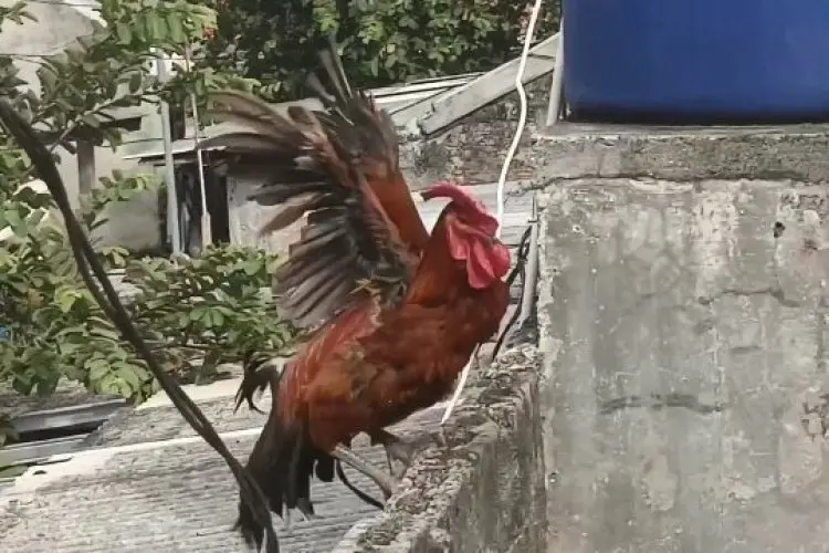 Rahasia Suara Merdu Ayam Pelung: Formula Pakan Alami untuk Kokok yang Menggema dan Panjang, Bakal Bikin Tetangga Iri!