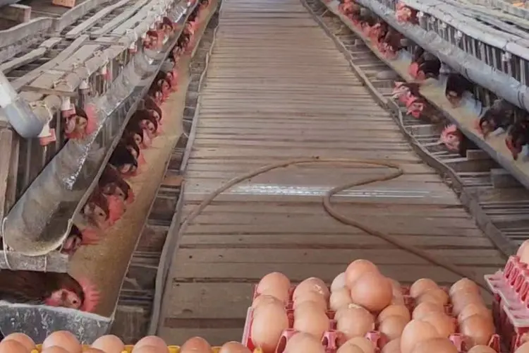 Rahasia Terungkap! Cara Merawat Calon Induk Ayam Petelur agar Produktif dan Sehat