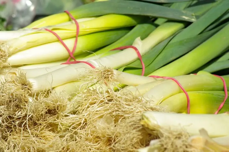 Tips Menanam Bawang Daun di Polybag, Hemat Budget dan Dapatkan Sayuran Segar!