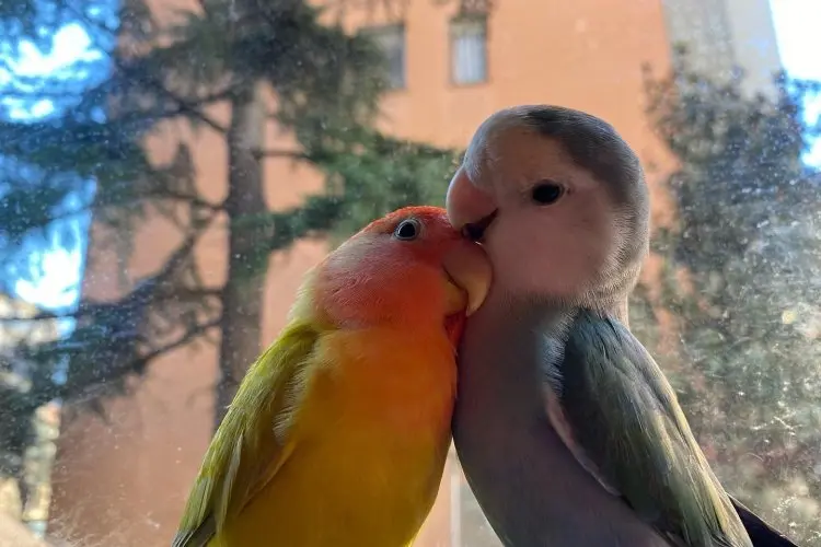 Gurah Alami Lovebird dengan Daun Salam, Dijamin Ampuh Bikin Ngekek Panjang dan Jernih!