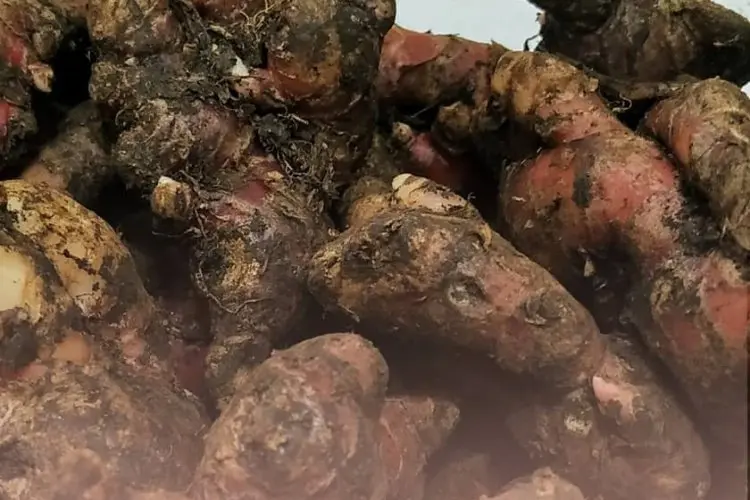 Asam Urat Menyiksa? Tenang, Ada Jahe Merah! Simak Cara Membuat dan Manfaatnya