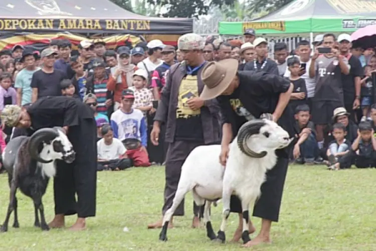 Rutin Adakan Festival Domba, Pemkab Bogor Hasilkan Bibit Unggul, Ketahanan Pangan dan Menjadi Daya Tarik Wisata
