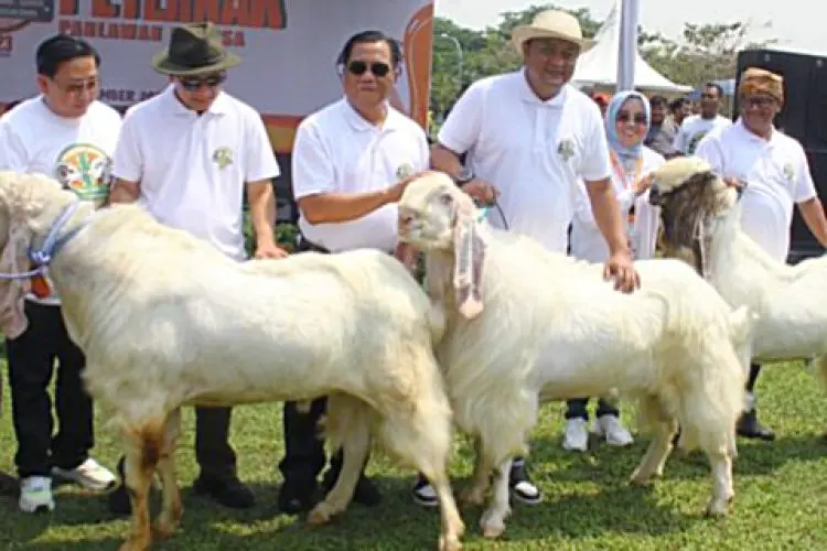 Rudy Susmanto Didapuk jadi 'Bapak Peternak' Kabupaten Bogor, Ini Perannya Selama Tiga Tahun Terakhir !