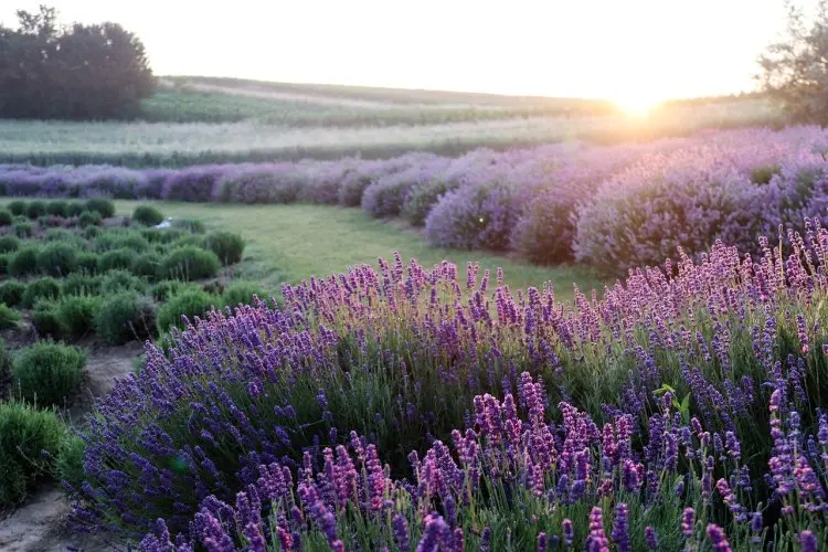 Bunga Lavender: Rahasia Menumbuhkan Tanaman Mediterania di Iklim Tropis