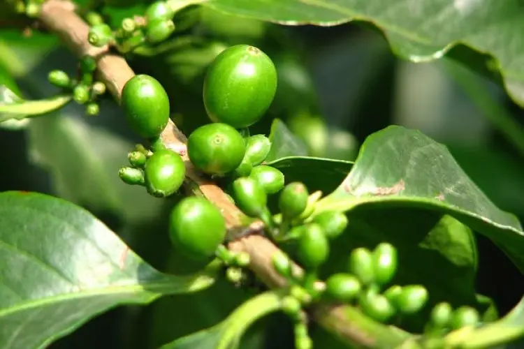 Kopi Hijau: Superfood yang Mendorong Penurunan Berat Badan dan Kesehatan